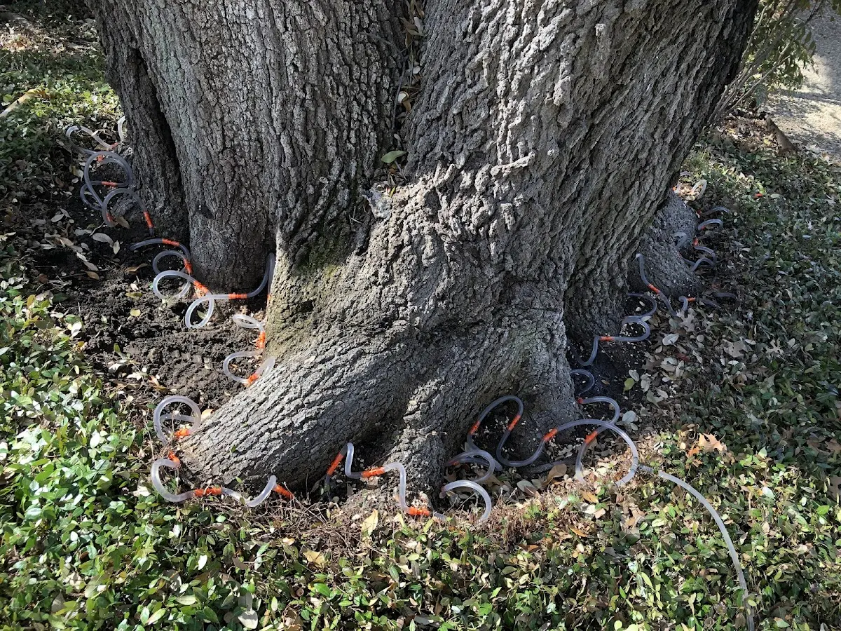 Detailed Tree Cabling and Bracing job site in Leon