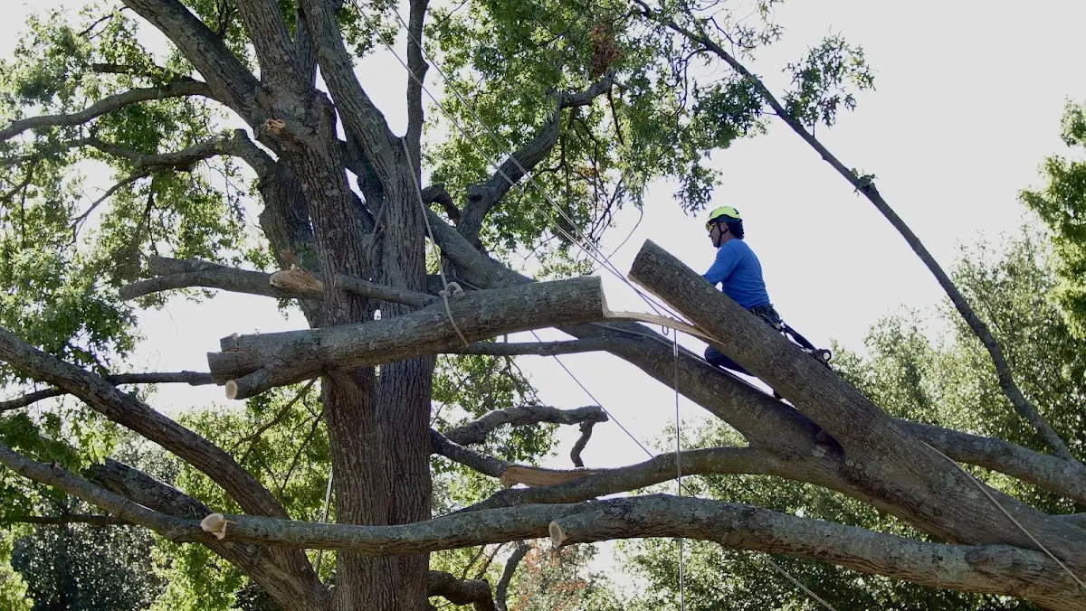 Professional Crown Thinning performed by certified arborists in Leon