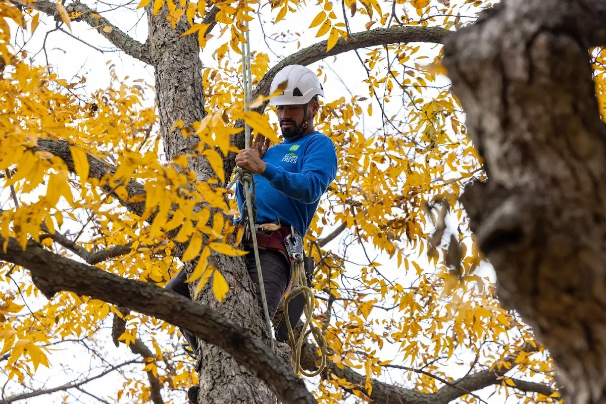 Skilled Tree Disease Treatment crew working in Leon